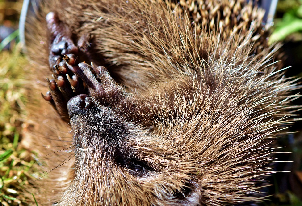 Adorable Hedgehog Crafts for Kids